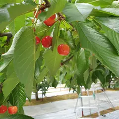 あづま果樹園