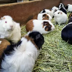 庚申山ミニ動物園