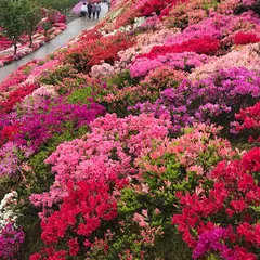 松本ツツジ園