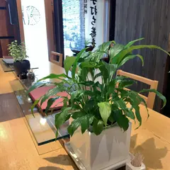 紫雲仙