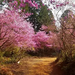 善住禅寺