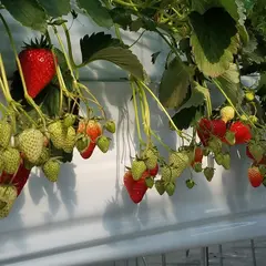 お陽様農園