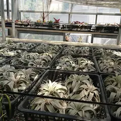 Kei's Bromeliads