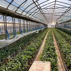 高橋いちご園