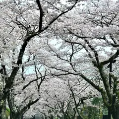 伊豆高原桜並木