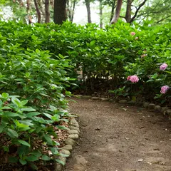 長居公園アジサイ園