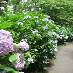 あじさいの森