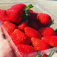 池いちご園