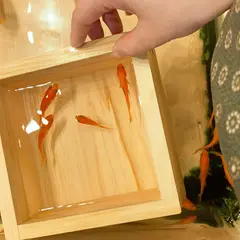 浅草きんぎょ