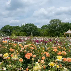 そらの花畑 世羅高原花の森