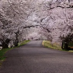 木曽川堤の桜