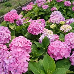 大清水境川アジサイロード