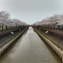 桜ネックレス