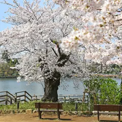 洗足池公園