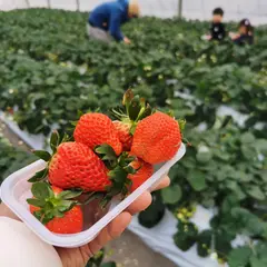 長瀞福島農園