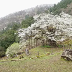 樽見の大桜