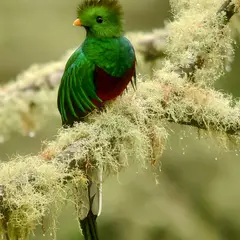 ロス・ケツァーレス国立公園（Los Quezares National Park）