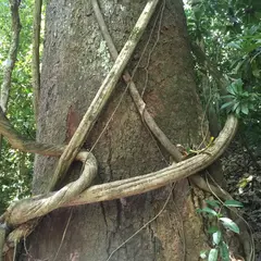 カラーラ国立公園（Carrara National Park）