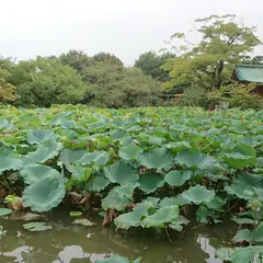 源平池