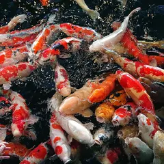 錦鯉の里