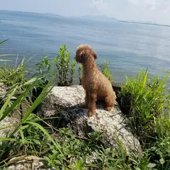 真野浜水泳場