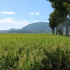 夏井のはざ木