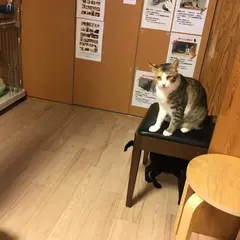 猫カフェうたたね