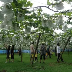 加藤ぶどう園