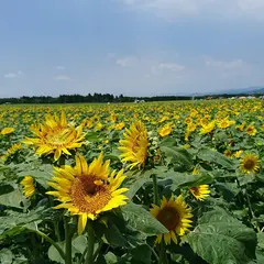 宮崎県農業科学公園 ルピナスパーク