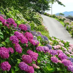 野市あじさい街道