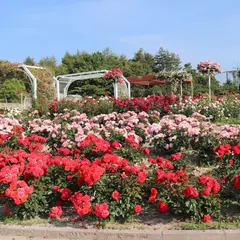 蜂ヶ峯総合公園／ばら