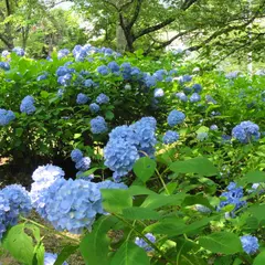恋し野の里あじさい園