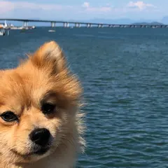 琵琶湖大橋