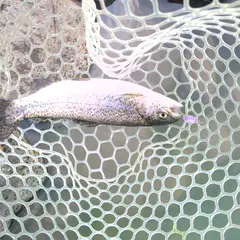 中津川マス釣場