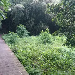関さんの森