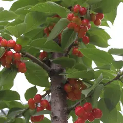 希望の丘農園