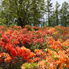 袴越レンゲツツジ群生地
