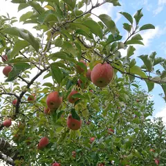 丸信農園