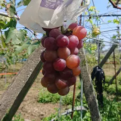 まるみ観光果樹園