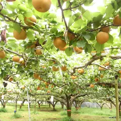 種田果樹園 ( 生駒園 )