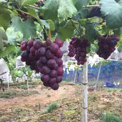佐々木巨峰園