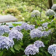 あじさい寺