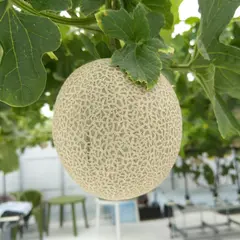 とまとの楽園