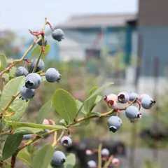 ブルーベリーの村