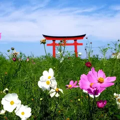 小泉 コスモス畑