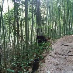 勢子坊の竹林
