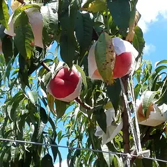 フルーツ王国やさか