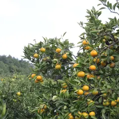 太陽園みかん狩園