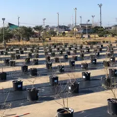 西尾ゴルフ ブルーベリーファーム