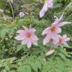 新保果樹園